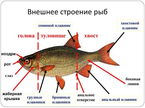 Значимость контроля и управления размножением разводимой рыбы