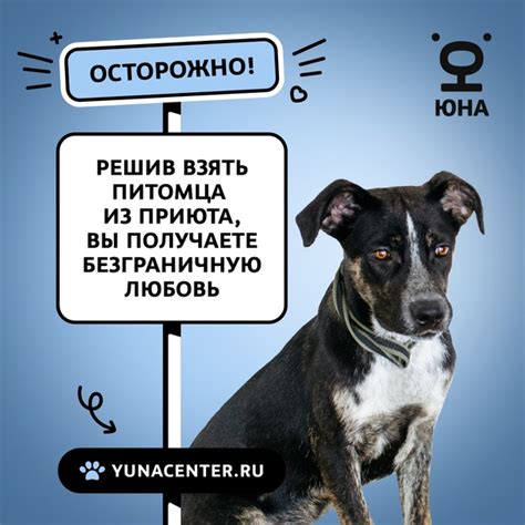 Значимость правильной заботы о пушистом товарище