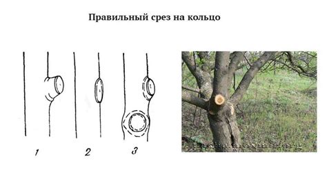 Значимость регулярного питания и формирования дерева