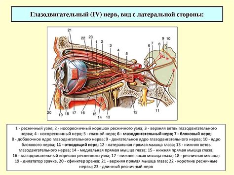 Зрительный нерв: анатомия и функции