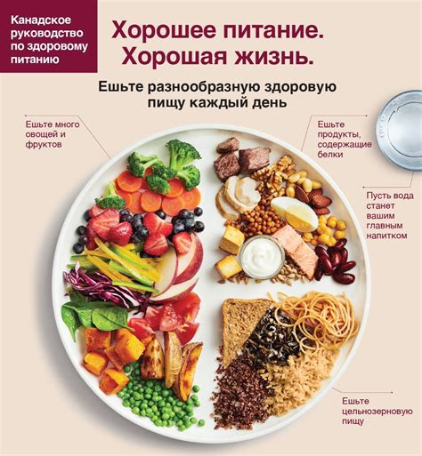 Идеальный рацион для живота