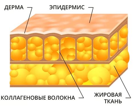 Избыточный жировой слой