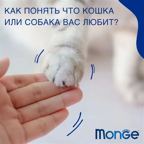 Изменение аппетита: как узнать, что ваш пушистый друг испытывает проблемы с едой