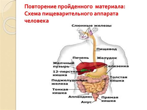 Изменения в процессе пищеварения