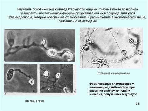 Изучение грибов в микологии