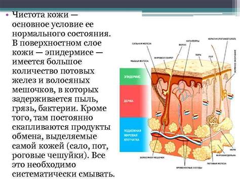 Изучение нормального состояния кожи: понимание ее оптимального вида