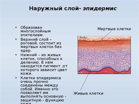 Изучение пластичности кожи