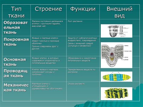 Изучение состава ткани