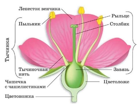 Изучение цвета цветка