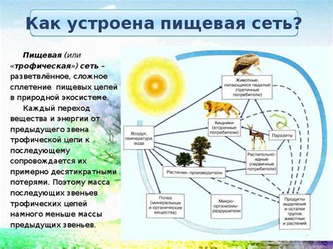 Интересные факты о пищевых цепях