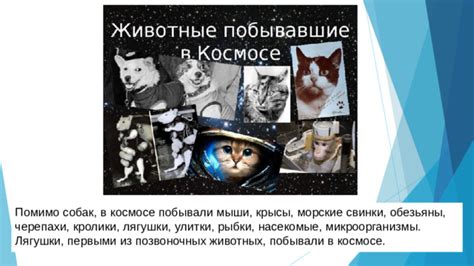 Интерпретация крысы и кошки