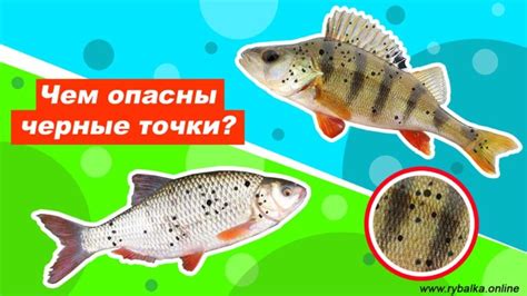 Интерпретация снов о рыбе на земле