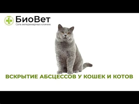 Инфекционные факторы, способствующие возникновению абсцессов у питомцев