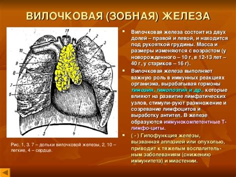 Инфекция в железе