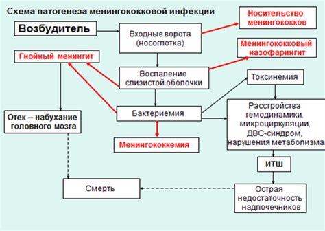 Инфекция и анатомия