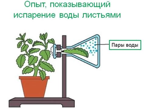 Испарение воды: важные аспекты и процедуры