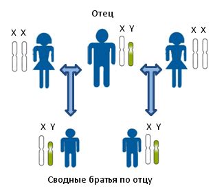 Использование антропологических методов для установления родства