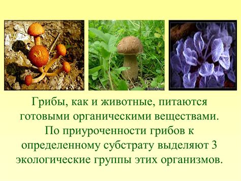 Использование высушенных грибов в кулинарии