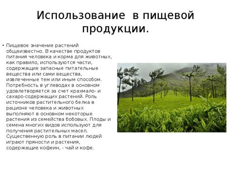 Использование лактогонных продуктов и растений