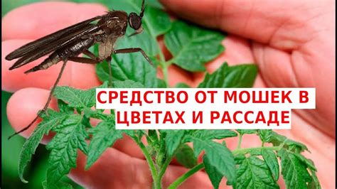 Использование природных врагов белой мошки