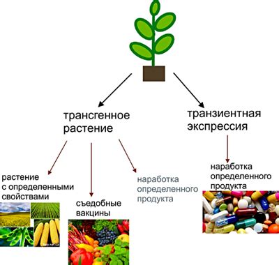 Использование растений в образовательных целях