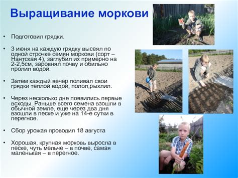 Исследование влияния соседства моркови и редиса на урожайность и качество овощей