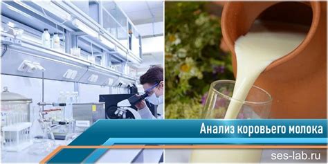 Исследование воздействия молока на котлеты