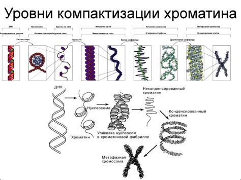 Исследование генетического материала: детектирование момента зачатия