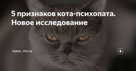 Исследование характера кота