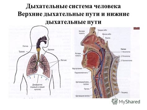 Исследования влияния масла туи на дыхательные пути