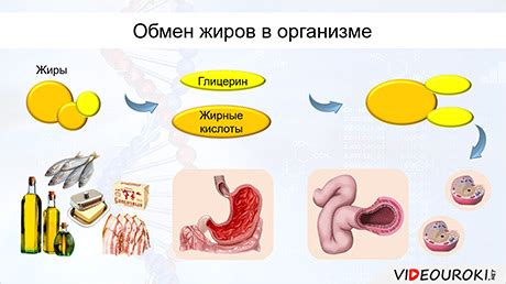 Исследования о воздействии йогуртов с пробиотиками на обменные процессы в организме