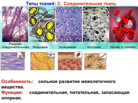 Исследуйте основные характеристики ткани