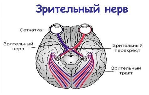 Исток зрительного нерва в организме