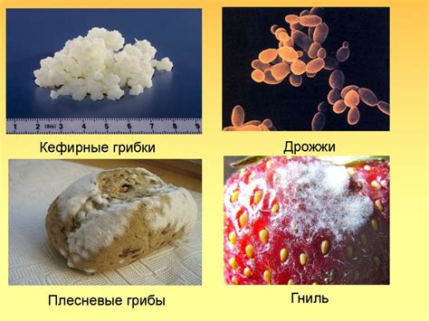 История применения дрожжей в пищевой сфере
