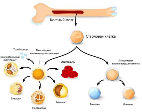 Источники костного мозга