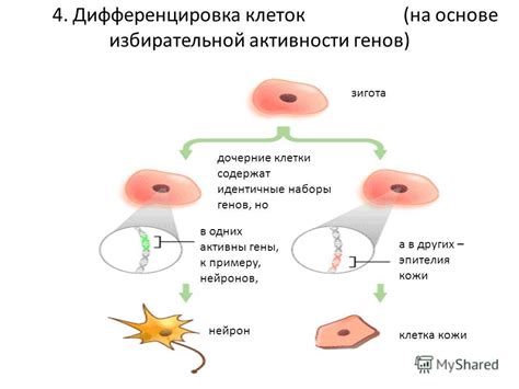 Исчезновение корки и обновление клеток