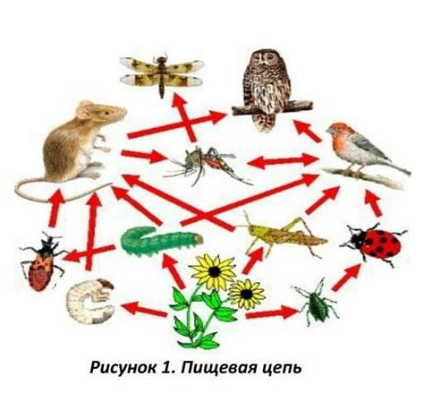 Исчезновение популяции бабочек ведет к дисбалансу в экосистеме