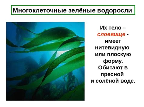 Их тело удлиненное и имеет плоскую форму