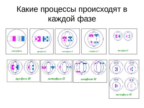 Какие генетические процессы происходят