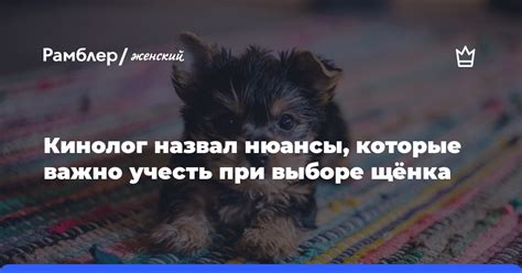 Какие нюансы следует учесть при выборе щенка в качестве подарка