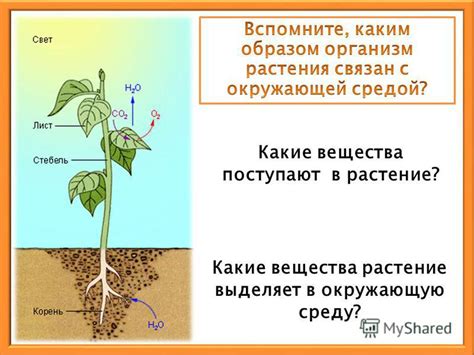 Какие токсины выделяет растение