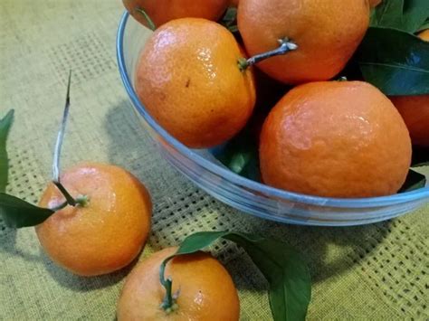 Какие фрукты из цитрусовых лучше выбирать
