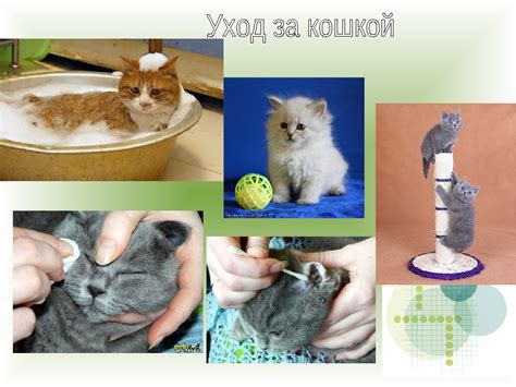 Каким образом помочь кошке в уходе за котенком: