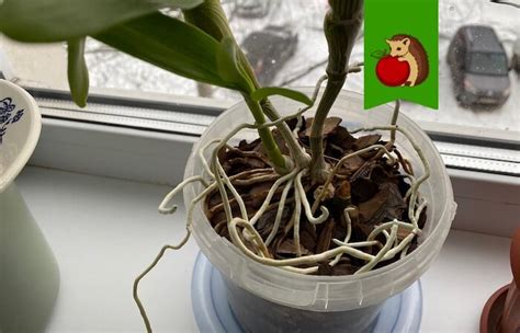 Как бороться с воздушными корнями у толстянки