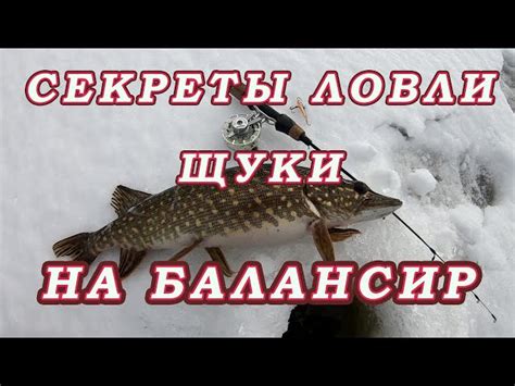 Как выбрать время для ловли щуки