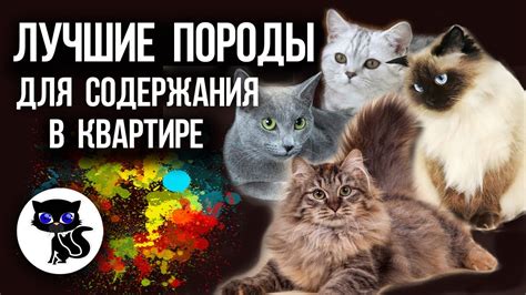 Как выбрать породу кошки для содержания в квартире