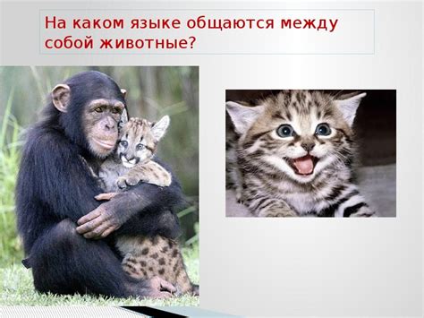 Как животные общаются между собой