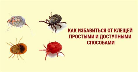 Как избавиться от клещей в доме и предотвратить их повторное появление
