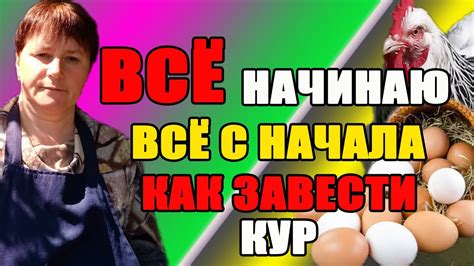 Как избежать проблем при кормлении кур кошачьим кормом