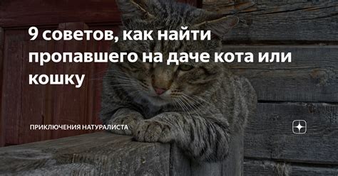 Как найти пропавшего кота